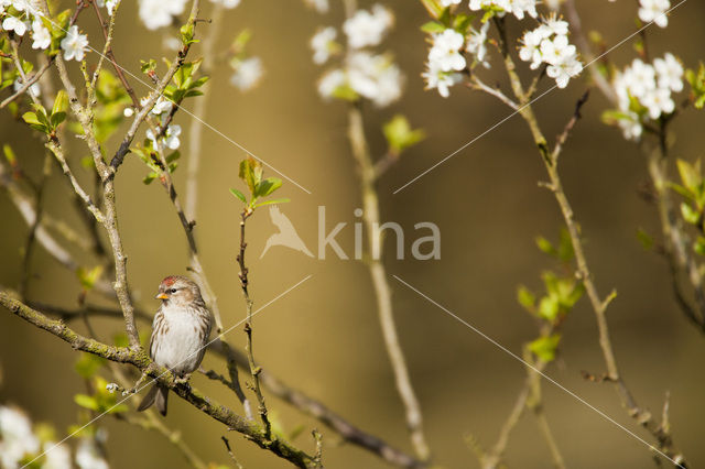 Barmsijs (Carduelis flammea)