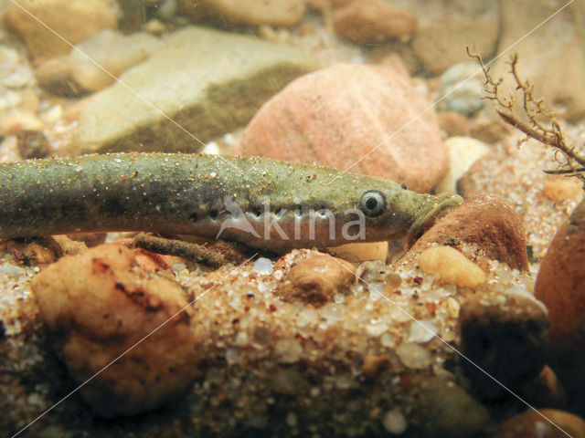 Brook Lamprey (Lampetra planeri)