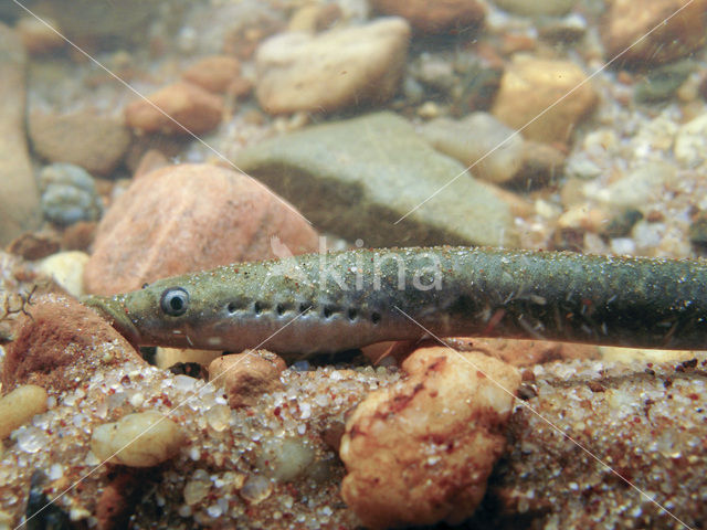 Brook Lamprey (Lampetra planeri)