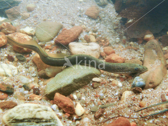 Brook Lamprey (Lampetra planeri)