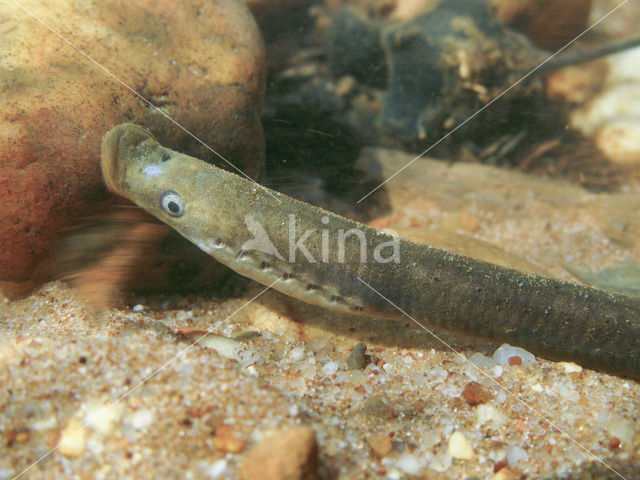 Brook Lamprey (Lampetra planeri)