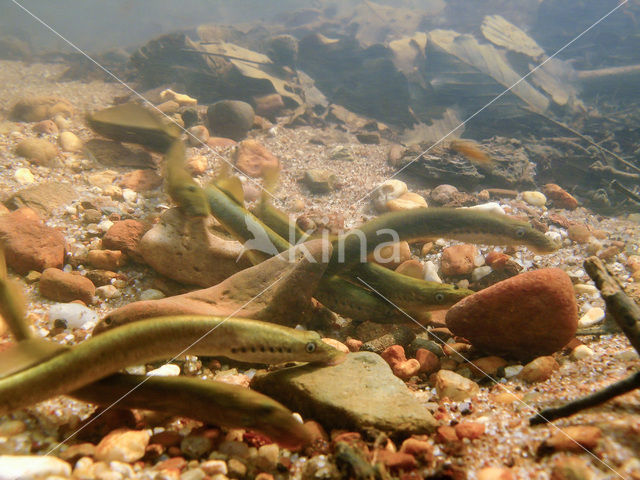 Brook Lamprey (Lampetra planeri)