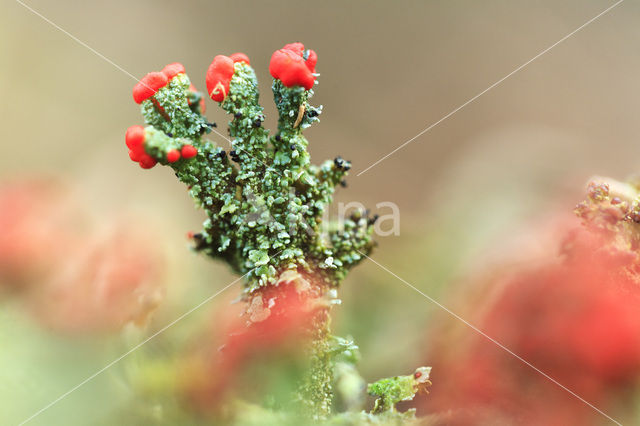 Bekermos (Cladonia spec.)