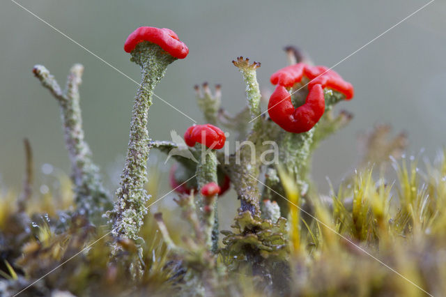 Pixie-cup (Cladonia spec.)