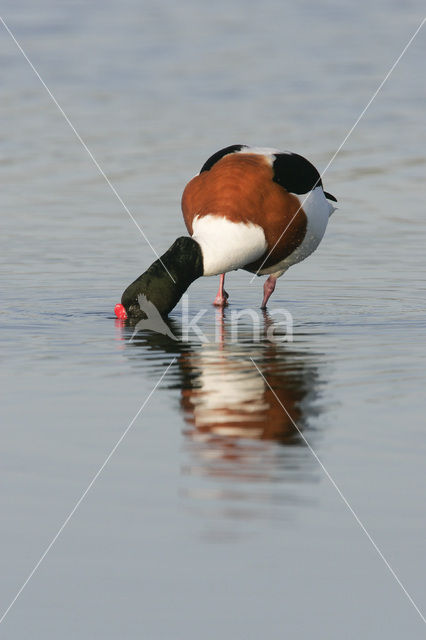 Shelduck (Tadorna tadorna)