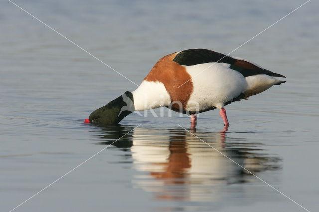 Shelduck (Tadorna tadorna)