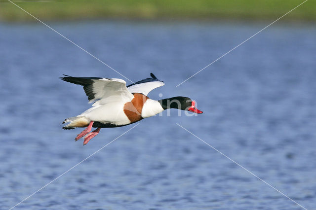 Shelduck (Tadorna tadorna)