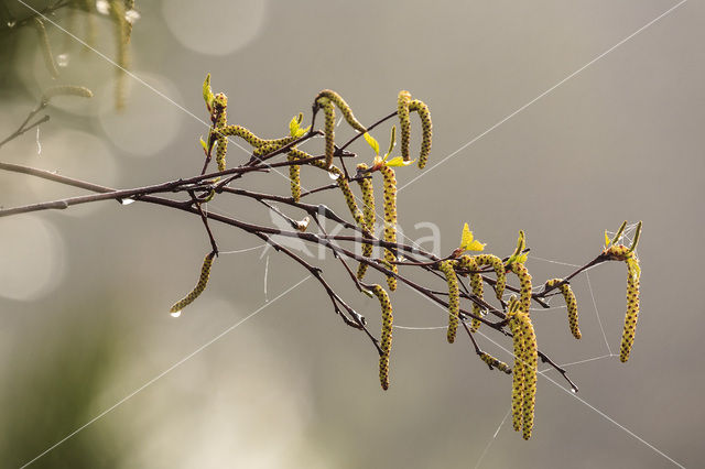 Birch (Betula)