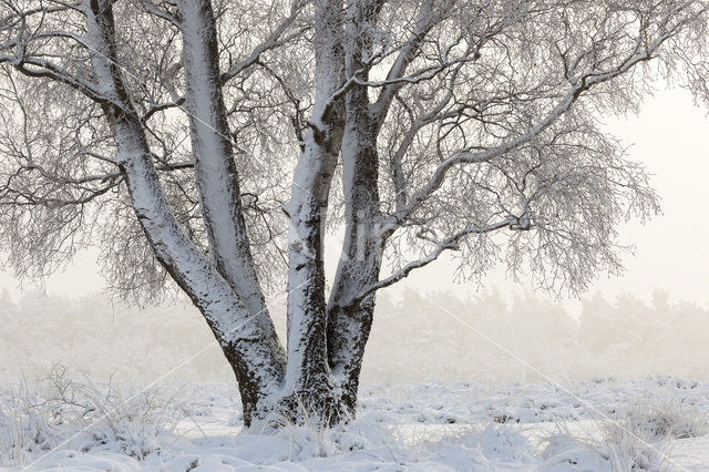 Birch (Betula)