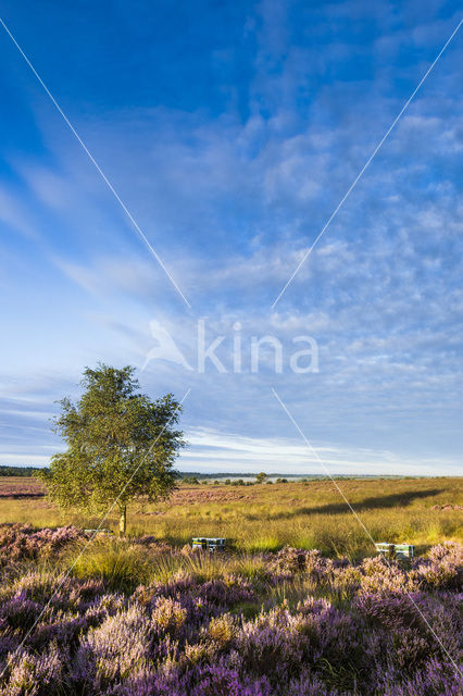 Birch (Betula)