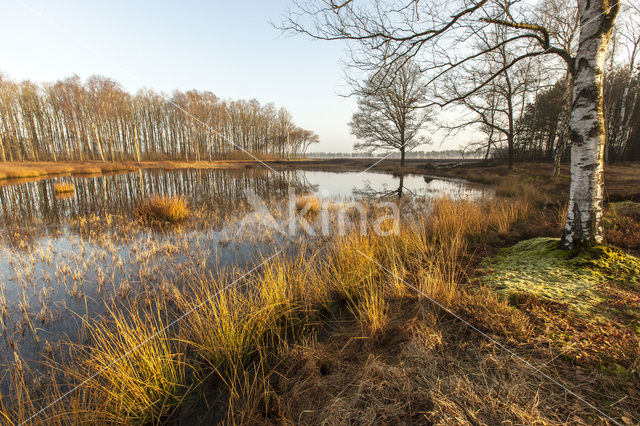 Berk (Betula)