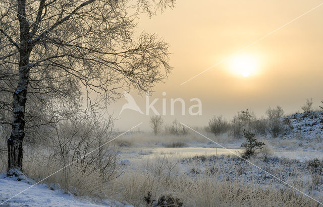 Birch (Betula)