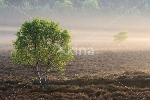 Birch (Betula)