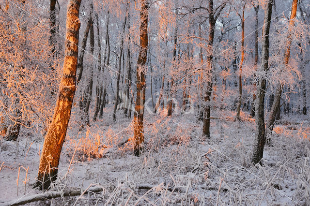 Berk (Betula)