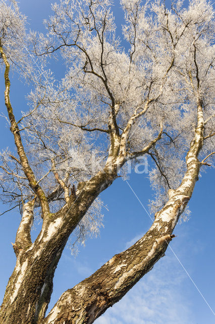 Birch (Betula)