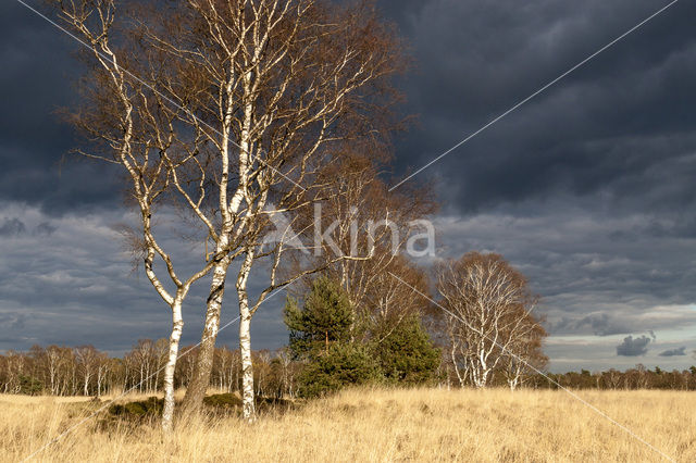 Birch (Betula)