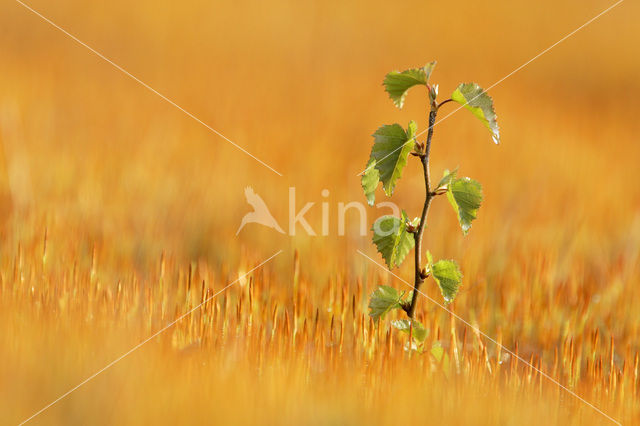 Berk (Betula)