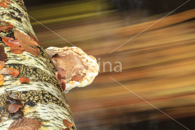 Birch polypore (Piptoporus betulinus)