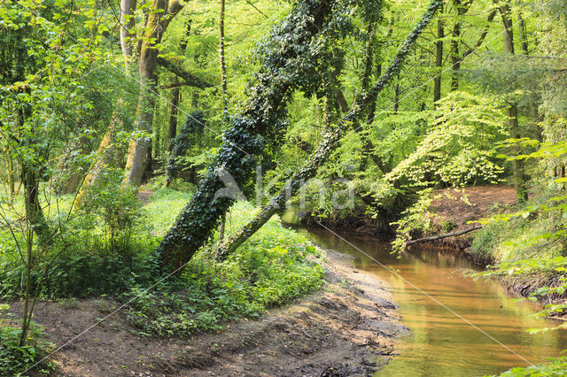 Beech (Fagus sylvatica)