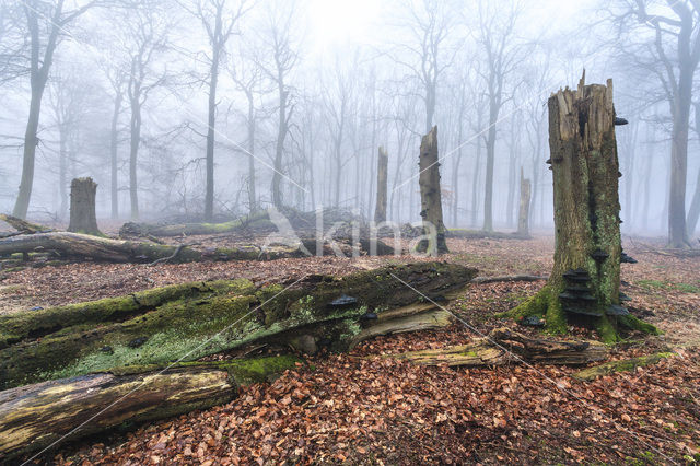 Beech (Fagus sylvatica)