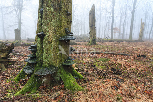 Beech (Fagus sylvatica)