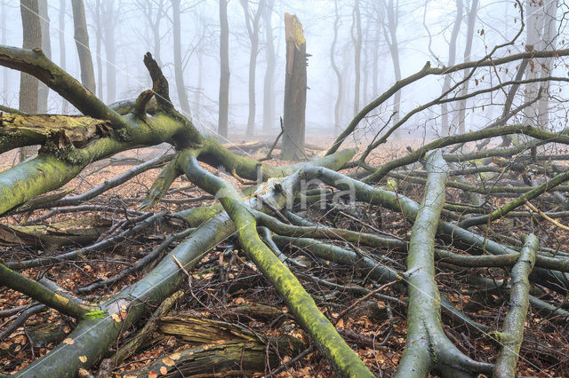 Beech (Fagus sylvatica)