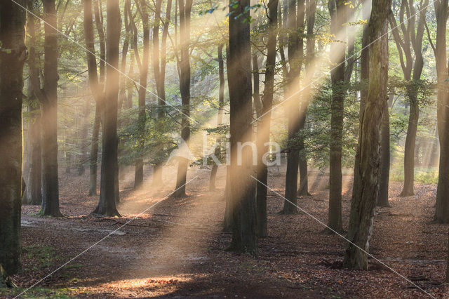 Beech (Fagus sylvatica)