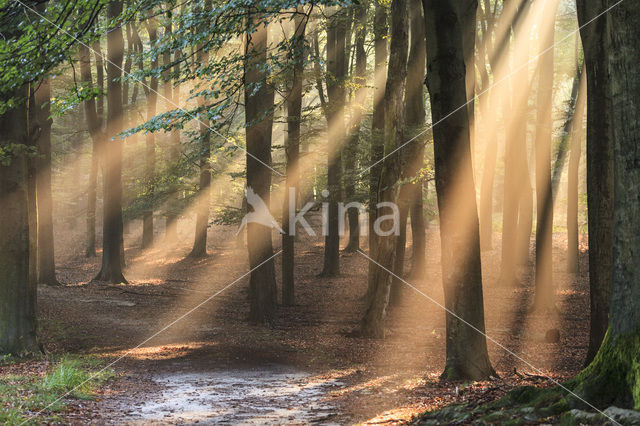 Beech (Fagus sylvatica)