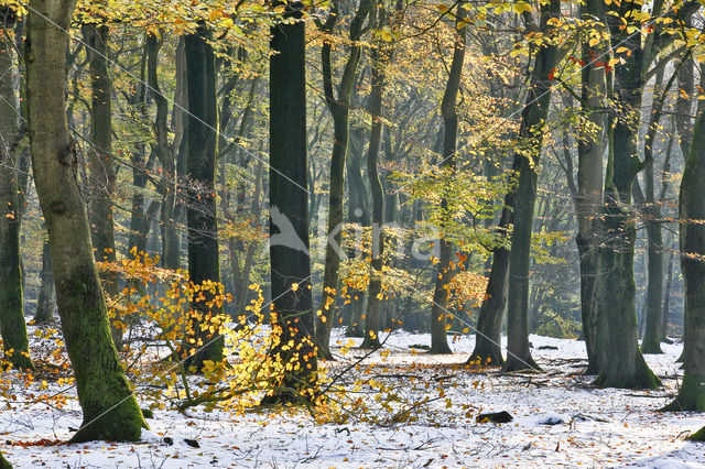 Beuk (Fagus sylvatica)