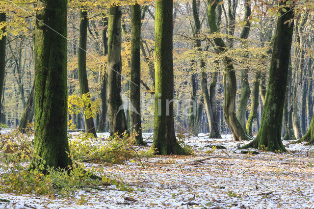 Beech (Fagus sylvatica)