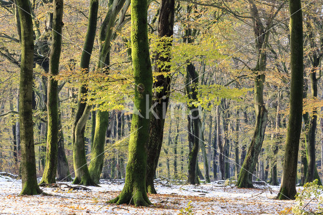 Beech (Fagus sylvatica)