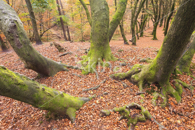 Beuk (Fagus sylvatica)