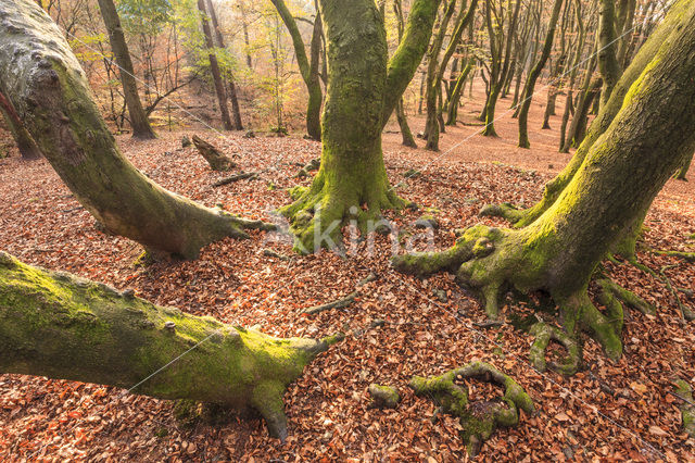 Beech (Fagus sylvatica)