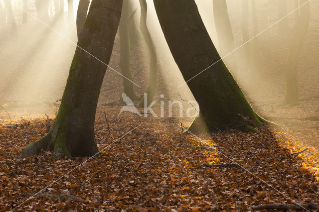 Beech (Fagus sylvatica)