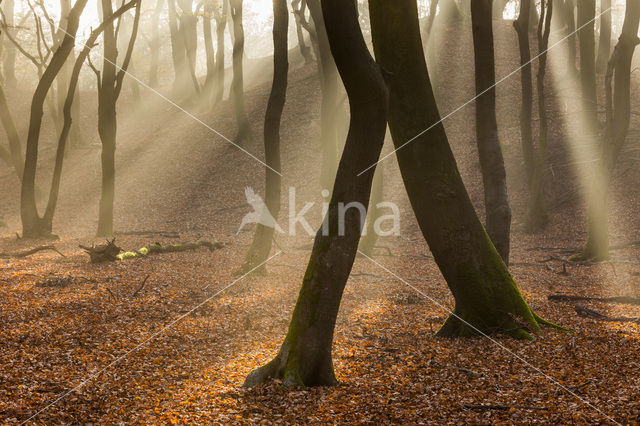 Beech (Fagus sylvatica)