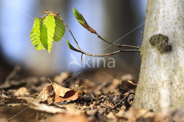 Beuk (Fagus spec.)