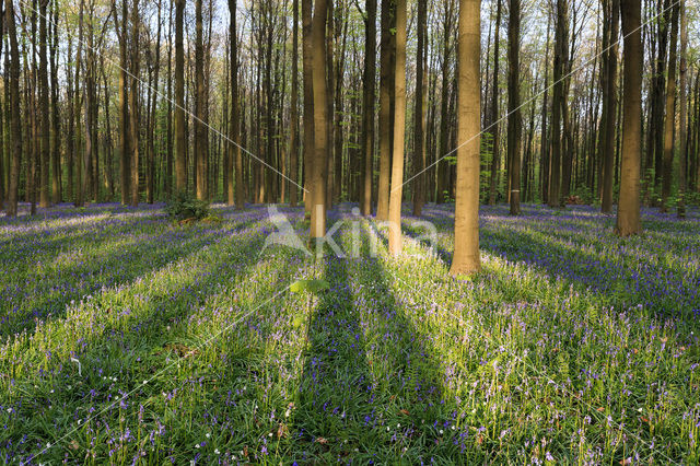 Beech (Fagus spec.)