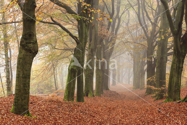 Beuk (Fagus spec.)