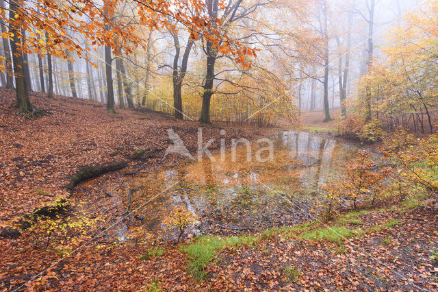 Beech (Fagus sylvatica)