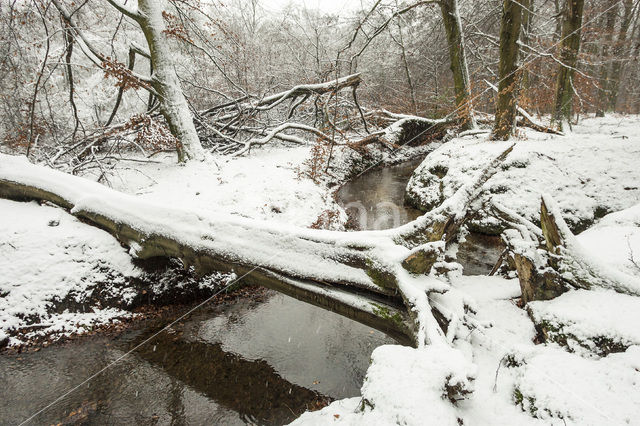 Beuk (Fagus sylvatica)