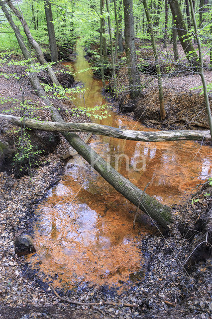 Beech (Fagus spec.)