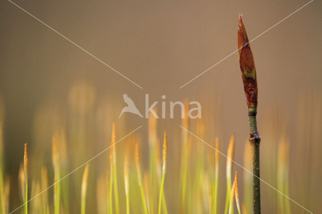 Beuk (Fagus spec.)