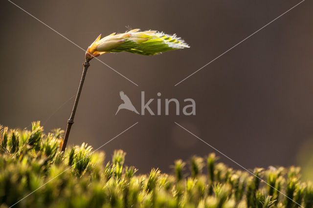 Beech (Fagus spec.)