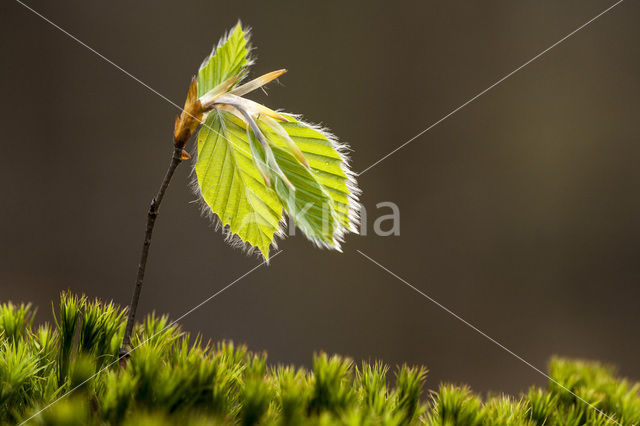 Beuk (Fagus spec.)