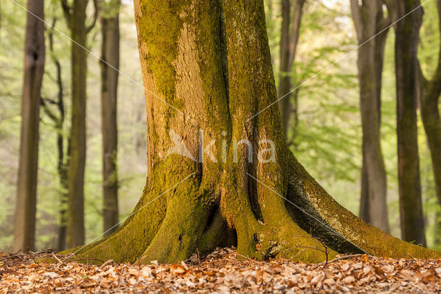 Beech (Fagus spec.)