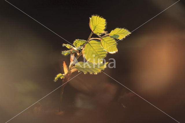 Beech (Fagus spec.)