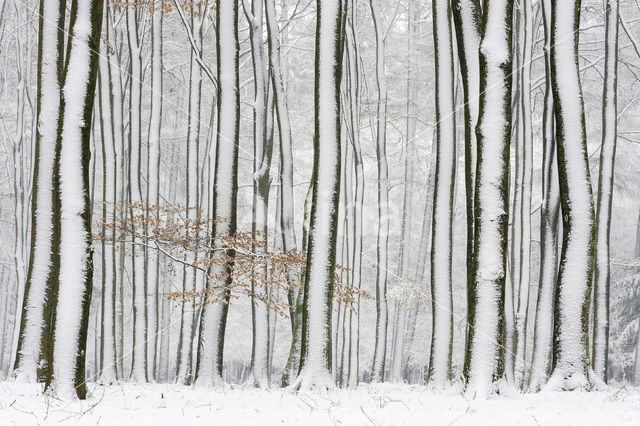 Beech (Fagus sylvatica)
