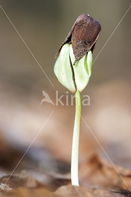 Beuk (Fagus sylvatica)