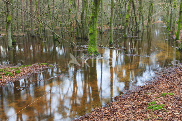 Beech (Fagus sylvatica)