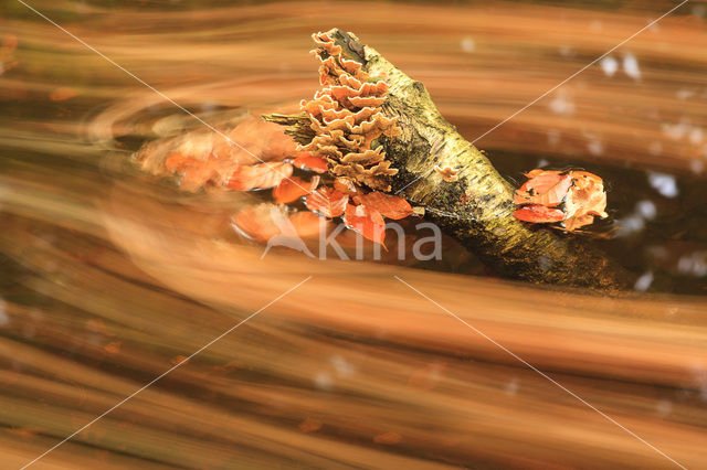 Beech (Fagus sylvatica)